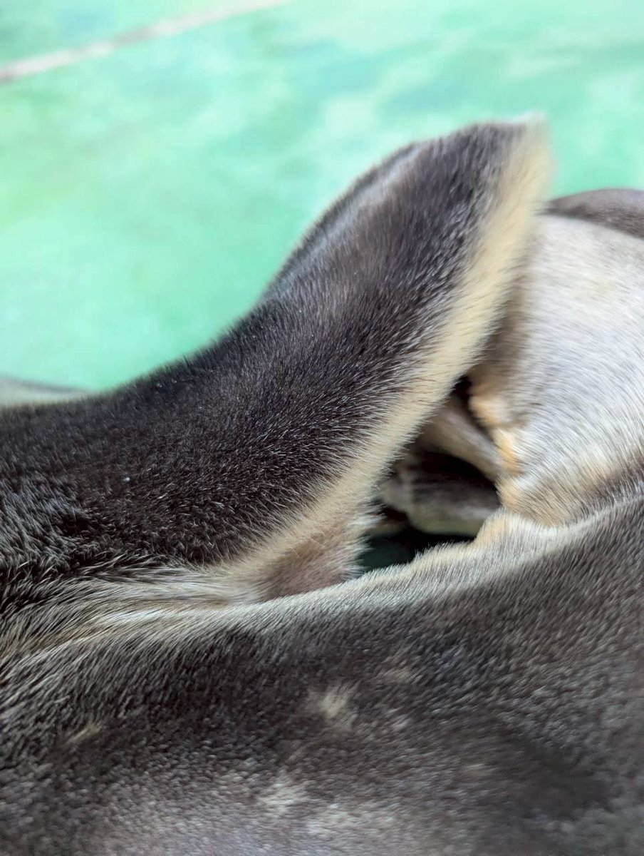 ぱやぱやのふかふかのしっぽを見られる確率が高いのは今の乾きシーズンだけ‼️