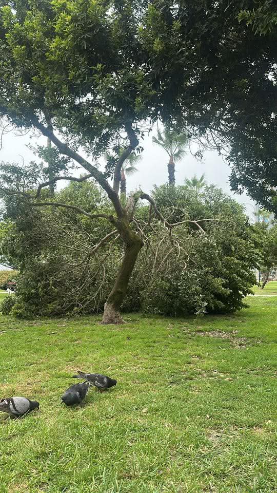 #Miraflores
Árbol caído en el parque de El Faro