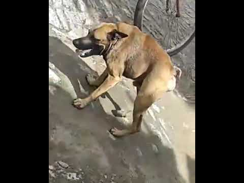 nuvisca's tweet image. ele iria adorar conhecer ela...🍅