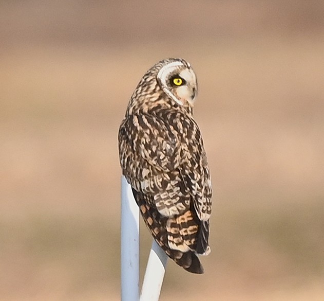 cedar (@HFkyzWaEGt49744) / Posts / X