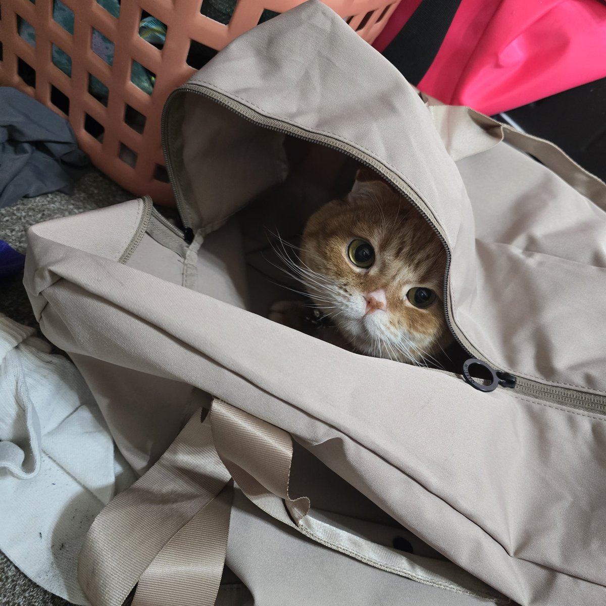 あかね@ロックシンガー (@aknx1x2x7x) / Posts / X