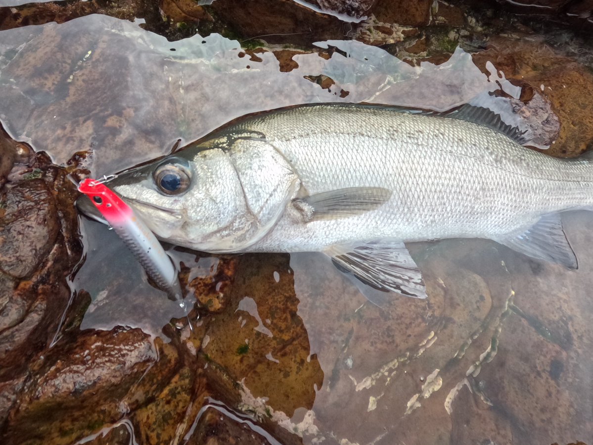 ima (@ima_ams) / Posts / X