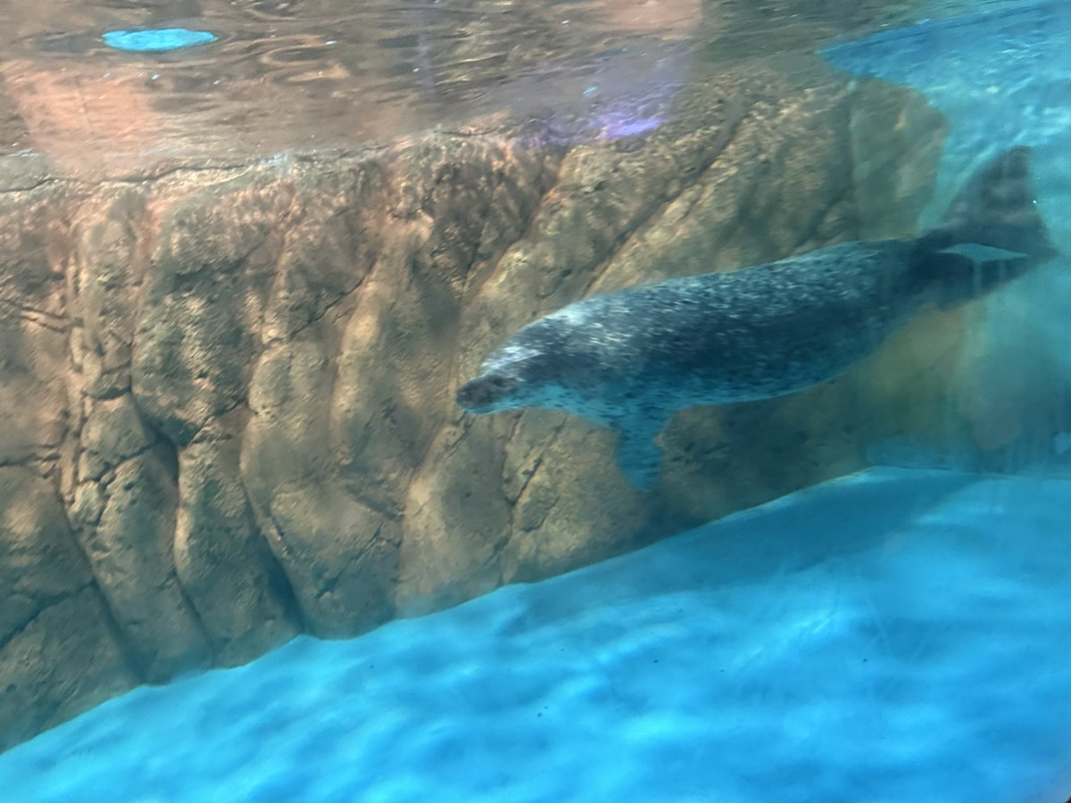 エサ前の時間でテンションが爆上がりしてｼﾅｽｲｽｺﾞｲﾊﾔｲｱｻﾞﾗｼになったホシくん🦭💨💨
見ていた他のお客さんが、うわっめっちゃ速い！！ってびっくりしてました🤭

しながわ水族館　12.21