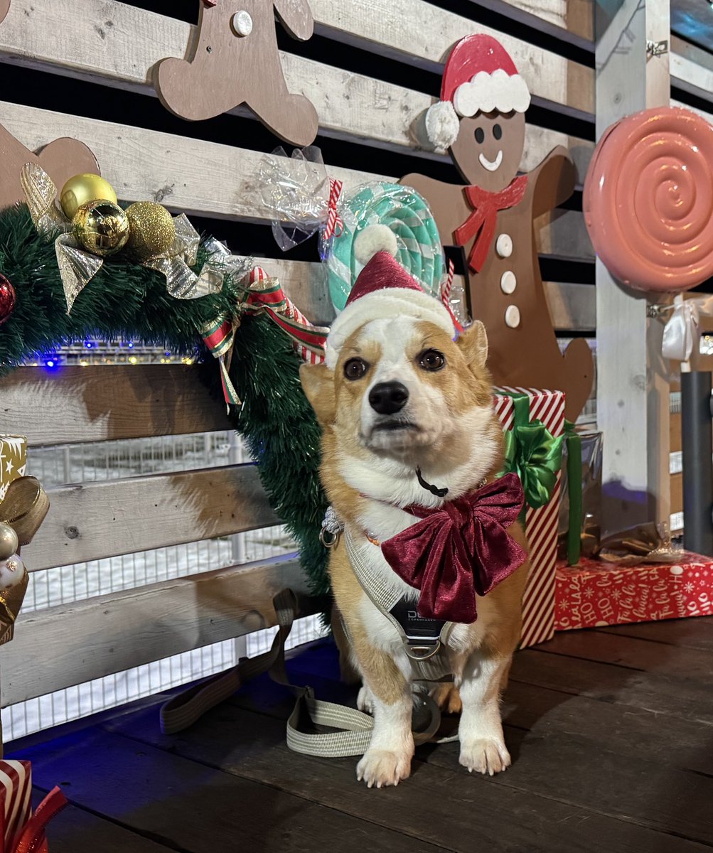 きなこ @ 北海道コーギー (@kinakowanko0527) / Posts / X