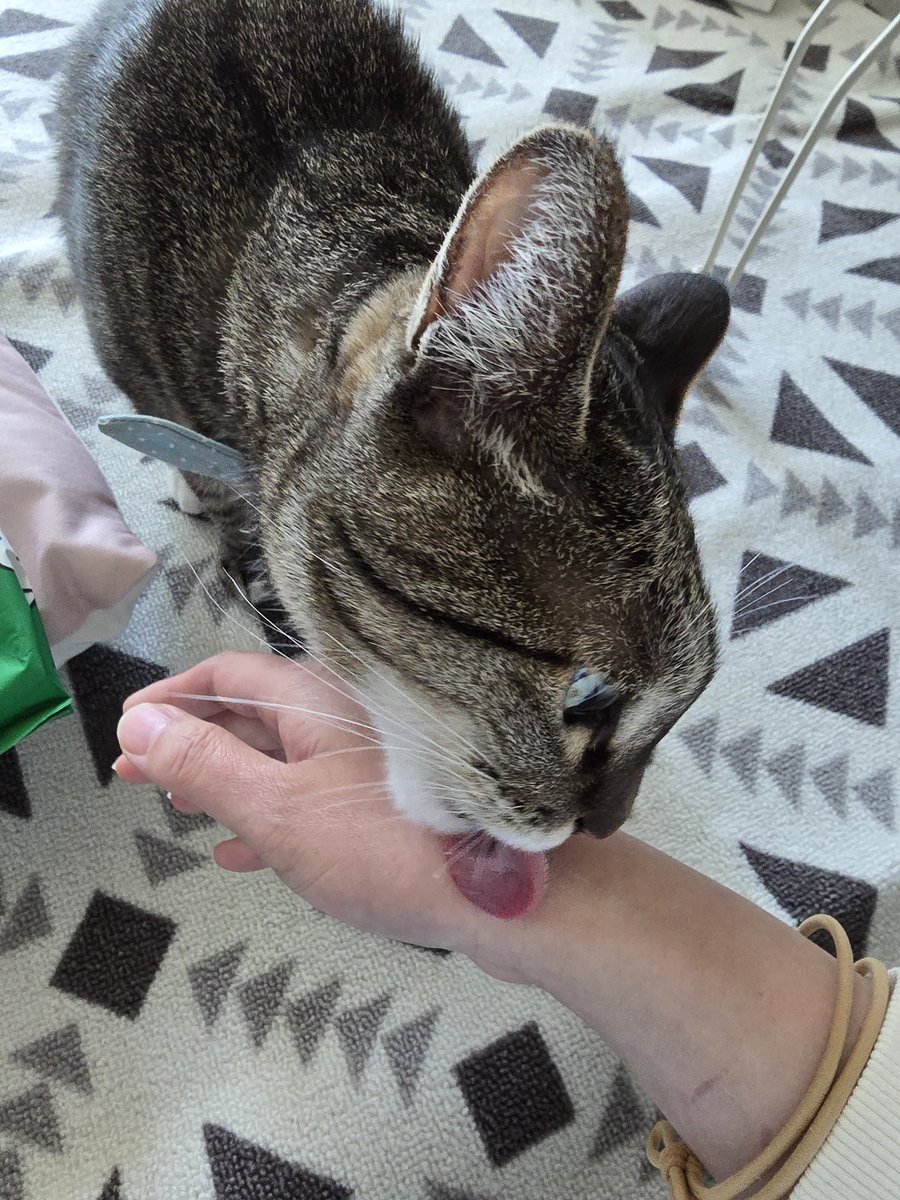 탐라의 이모 삼춘 리춘 함모니 하라버지 언니 오빠 동생들 모두 잘 지내써오? 마리는 옴마 손에 마리 묻히고 이써오. 오늘 아빠 병원 가는 날이라서 옴마가 나갔다 오더니 손씻고 손크림을 바르지 모에오. 그거 마리 냄새 안나는 지지에오. 병원에서 별로였는지 아빠는 또 드러누워써오. 하투! ❤️‍🔥❤️‍🔥❤️‍🔥