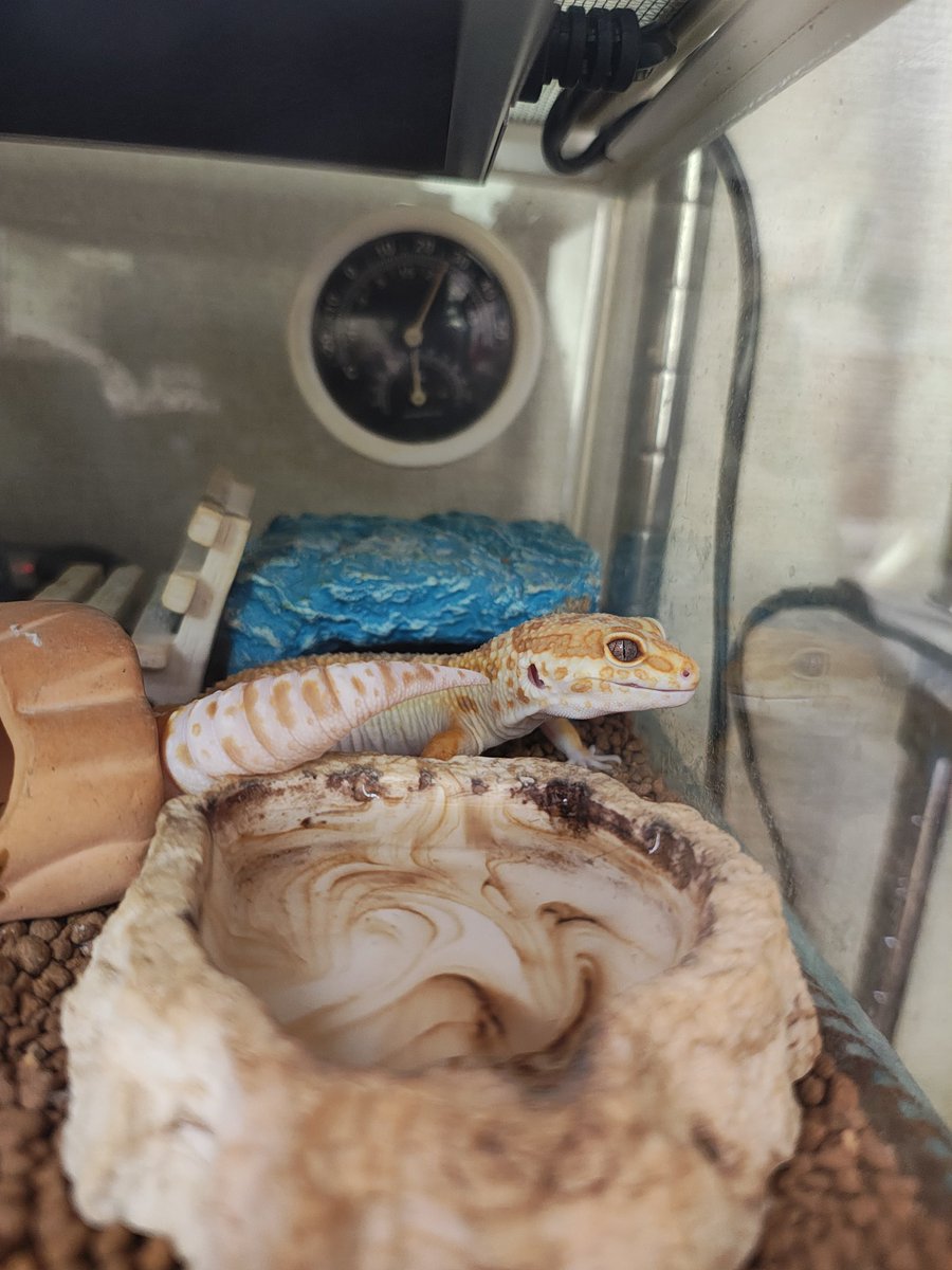 blackcherry68mo's tweet photo. ヴィクトリィちゃんの様子を眺めているシトラスくん
見すぎ😂 https://t.co/jI5mcfB3Qy