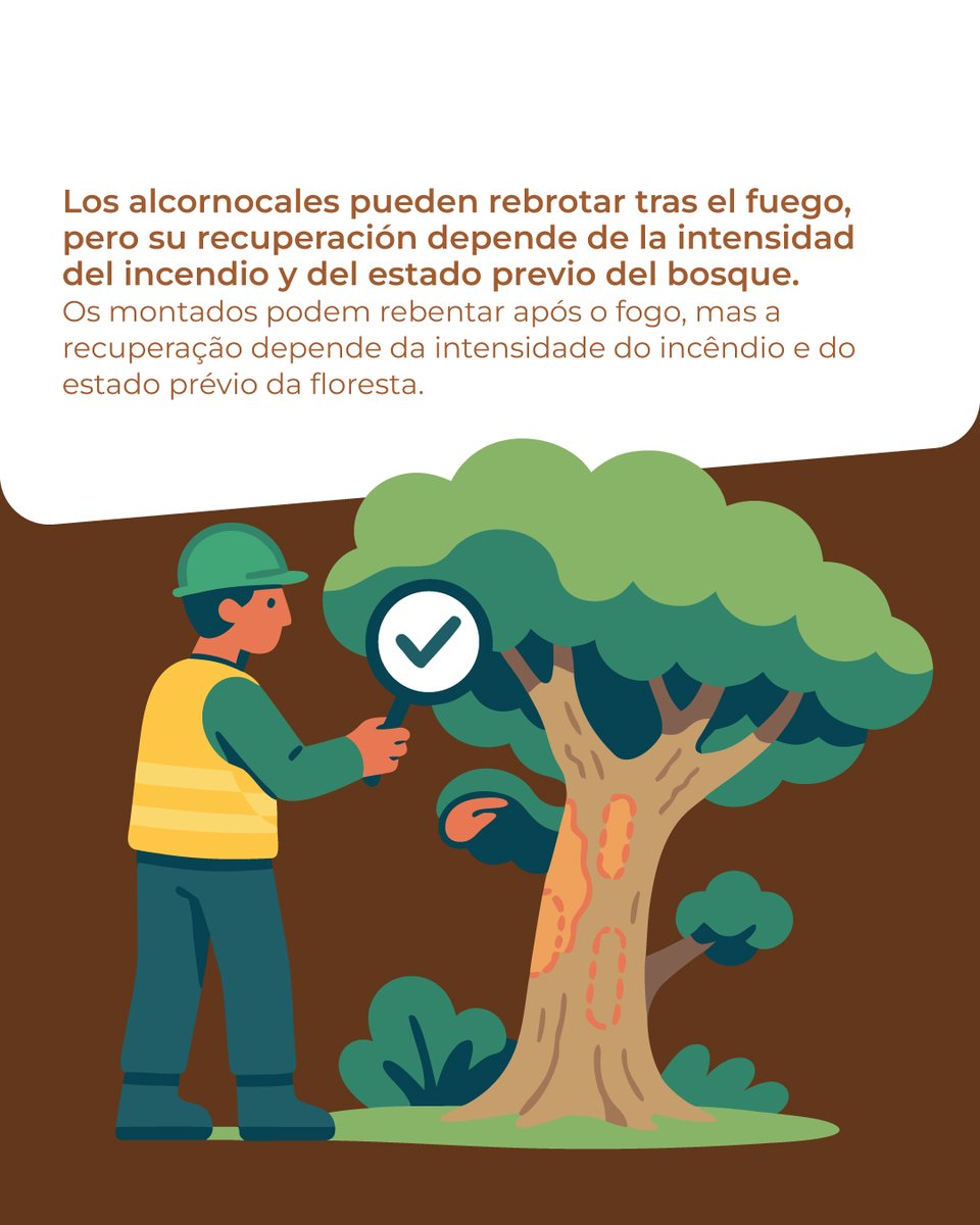 rat_eos_pc's tweet image. 🔥 CICYTEX aporta conocimiento técnico al proyecto RAT_EOS_PC en la restauración de alcornocales tras incendios.
#RAT_EOS_PC #POCTEP #Interreg #CICYTEX

🔥 O CICYTEX contribui com conhecimento técnico no RAT_EOS_PC para o restauro de montados após incêndios.