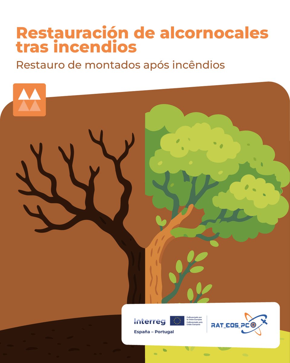 rat_eos_pc's tweet image. 🔥 CICYTEX aporta conocimiento técnico al proyecto RAT_EOS_PC en la restauración de alcornocales tras incendios.
#RAT_EOS_PC #POCTEP #Interreg #CICYTEX

🔥 O CICYTEX contribui com conhecimento técnico no RAT_EOS_PC para o restauro de montados após incêndios.