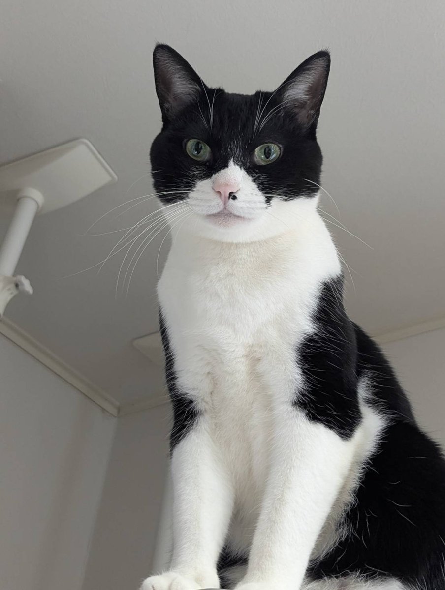 おはようございます^_^
投稿できなくて気が付くと火曜日になっていました。。
ぼーっとしているお前が悪いと言わんばかりの顔で、冷蔵庫の上から見られていましたｗ
師走はやっぱり忙しなくなりますね。
心を亡くさないように自分を大切にしていきます☆
今日も自分を大切に☆
#福祉
#心を亡くさない