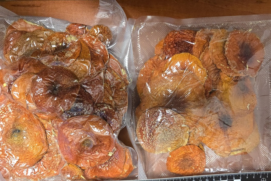 KAS_Lublin's tweet photo. 📢Farmaceutyki na różne dolegliwości, preparaty kosmetyczne,💊 z wyciągiem z okazów CITES, ale też suszone 🍄czy trutka na🐀- to znaleźli w ostatnim czasie funkcjonariusze na przejściach granicznych:
📍#Hrebenne
📍#Dołhobyczów
📍#Zosin
📍#Terespol
więcej🔗https://t.co/HBnQVNex6e https://t.co/EpDP6cIPTF