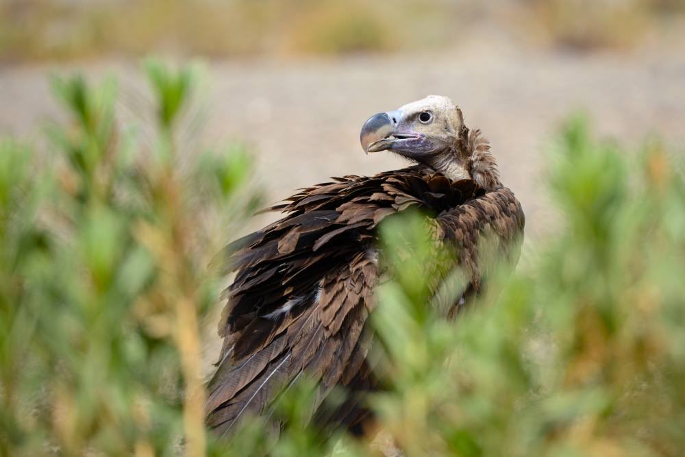 ما أبرز شروط وضوابط وإجراءات ترخيص الاتجار في الأحياء الفطرية وفق اللائحة التنفيذية الجديدة؟. | جناب السيد تيمور البوسعيدي . مدير دائرة الحياة البرية بالندب هيئة البيئة. | الساعة 2:15 ظهرًا. | خلود العلوي 