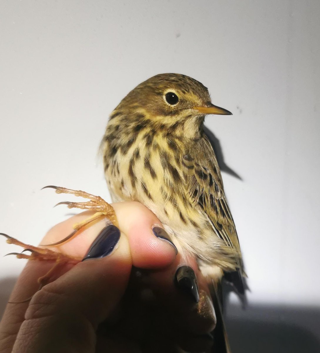 Sam Bayley tweet media