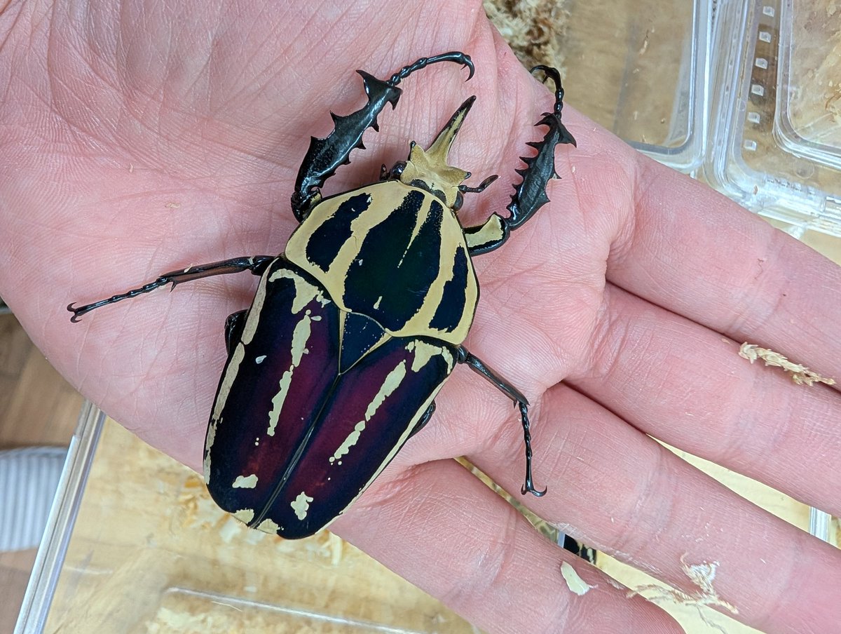 虫の兄ちゃん@兜鍬武蔵 (@anchan_kabukuwa) / Posts / X