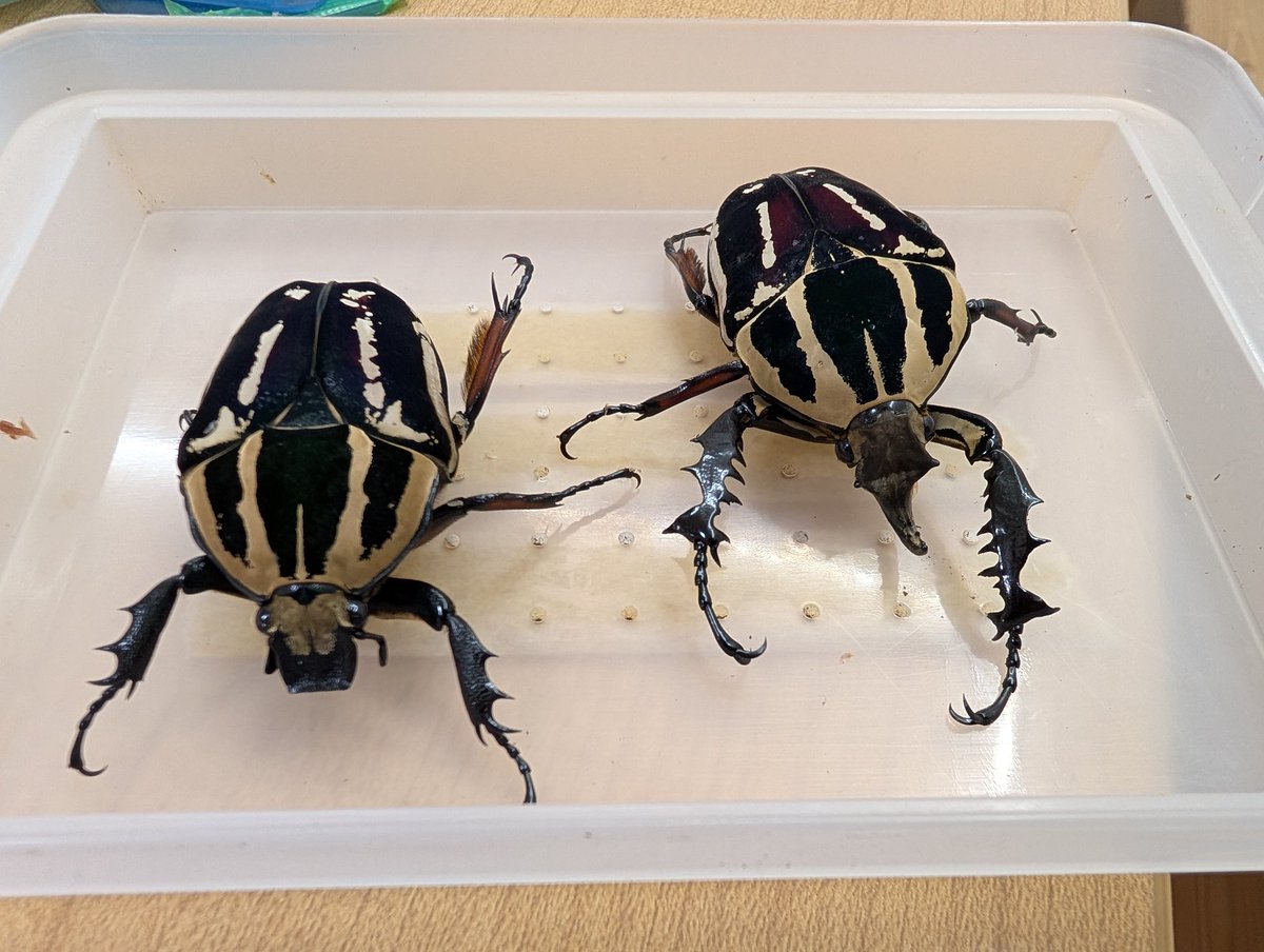 虫の兄ちゃん@兜鍬武蔵 (@anchan_kabukuwa) / Posts / X