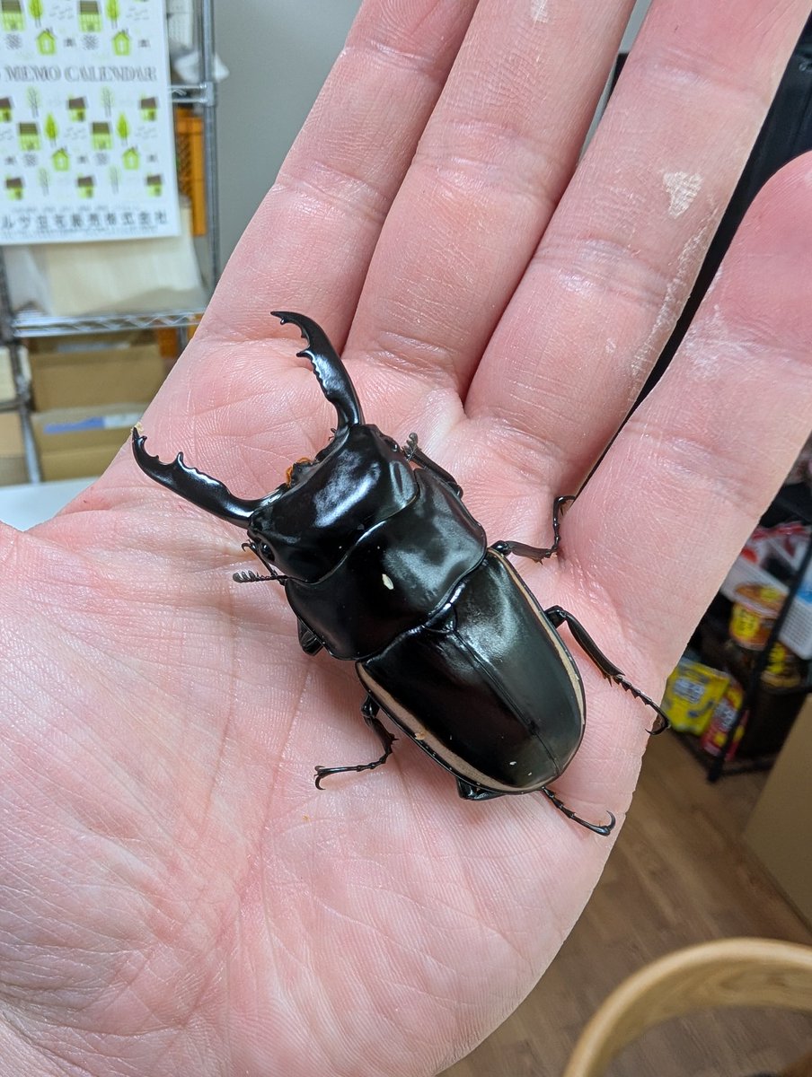 虫の兄ちゃん@兜鍬武蔵 (@anchan_kabukuwa) / Posts / X