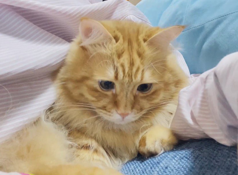 脇の下に入り込まれた
 #猫のいる暮らし
 #弟猫