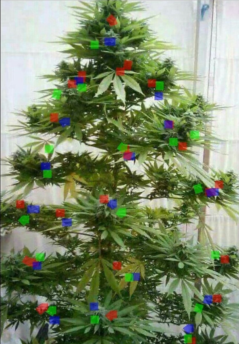 PaddyWuff's tweet image. #Bochum #Florastr.55 Aktuell
Der Baum steht!