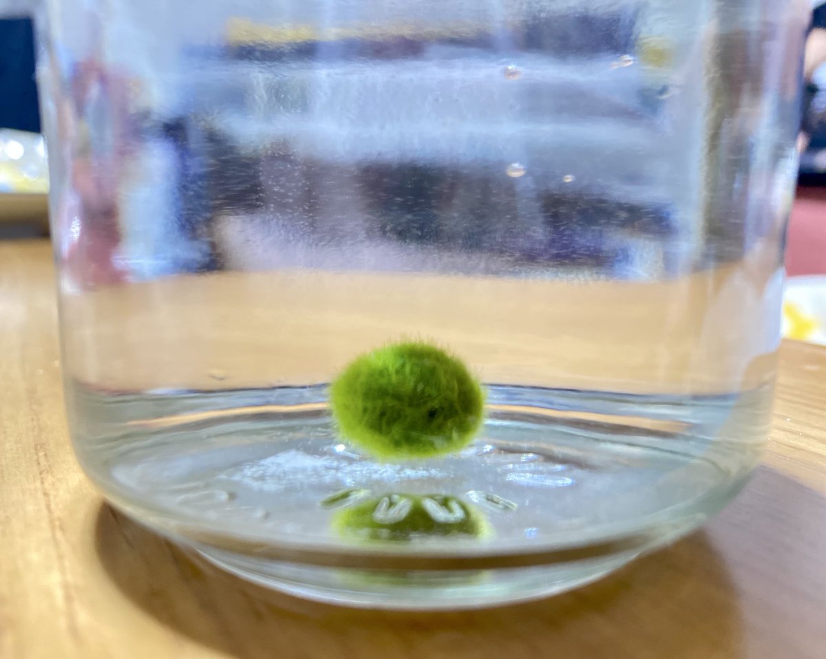 ❣️まりも❣️ おりも あい♡ | 春はピンク着たくなる🌸💕 あとは白か黄色か水色が