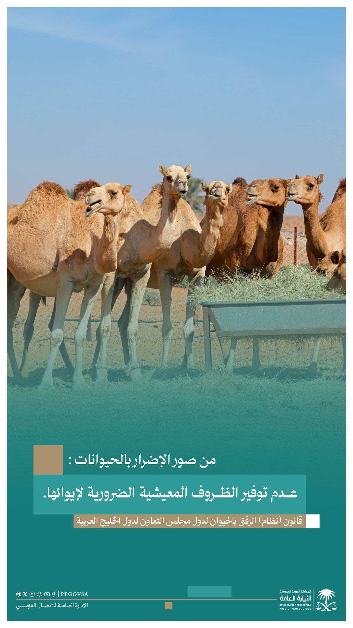 النيابة العامة: يُحظر إهمال الحيوانات أو تركها خارج الأماكن المخصصة لها. حظر ترك الحيوانات في غير الأماكن المخصصة أو إهمالها. أي تصرف يعرض الحيوانات للخطر يُعد مخالفة نظامية. عدم توفير الظروف المعيشية الضرورية يعد مخالفة لقانون الرفق بالحيوان. الأنظمة تهدف لتعزيز الرفق بالحيوان والحد من الممارسات الضارة. دعوة للجميع للالتزام بالإجراءات والإبلاغ عن المخالفات 