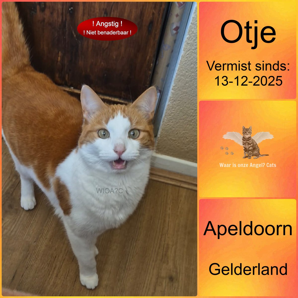 waarisonzeangel's tweet image. Otje #Vermist sinds 13-12-2025 te #Apeldoorn #Gelderland #Nederland 

facebook.com/photo/?fbid=11…