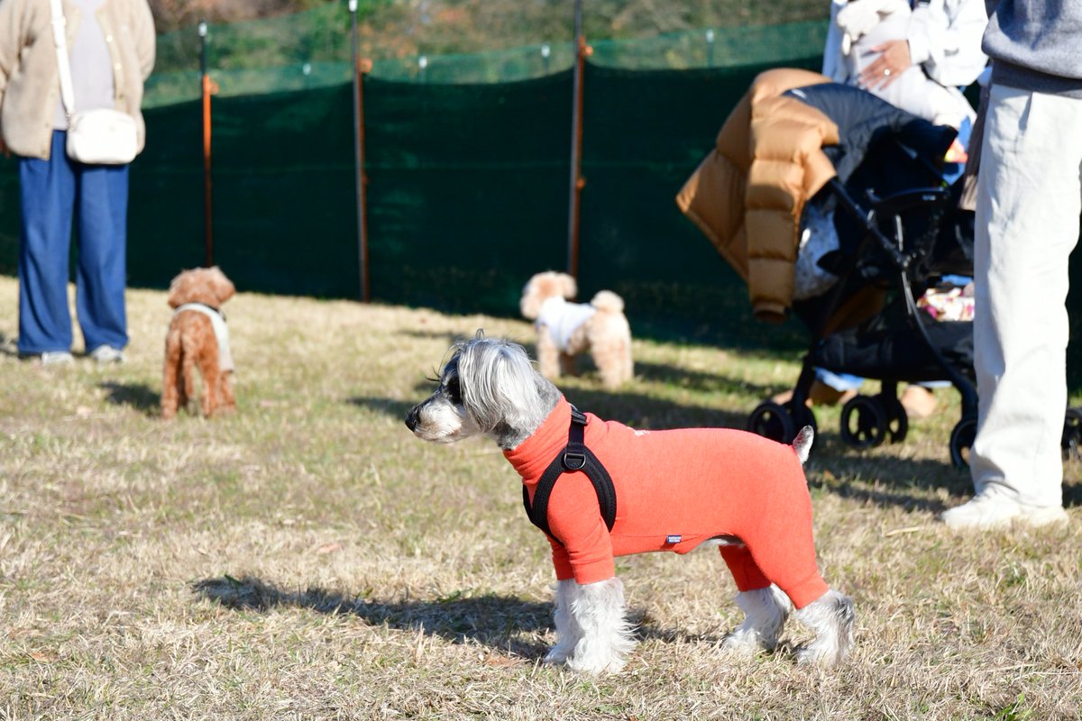多目的広場付近では、期間限定で「特設 #ドッグラン」がオープンしてい