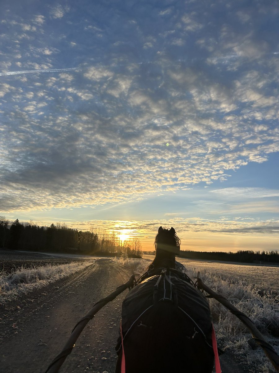 jblomander's tweet image. Nu plockade vi fram hudikrockarden (som jag nätt och jämnt lyckas dra in i stallet)
och myser runt ☃️❄️