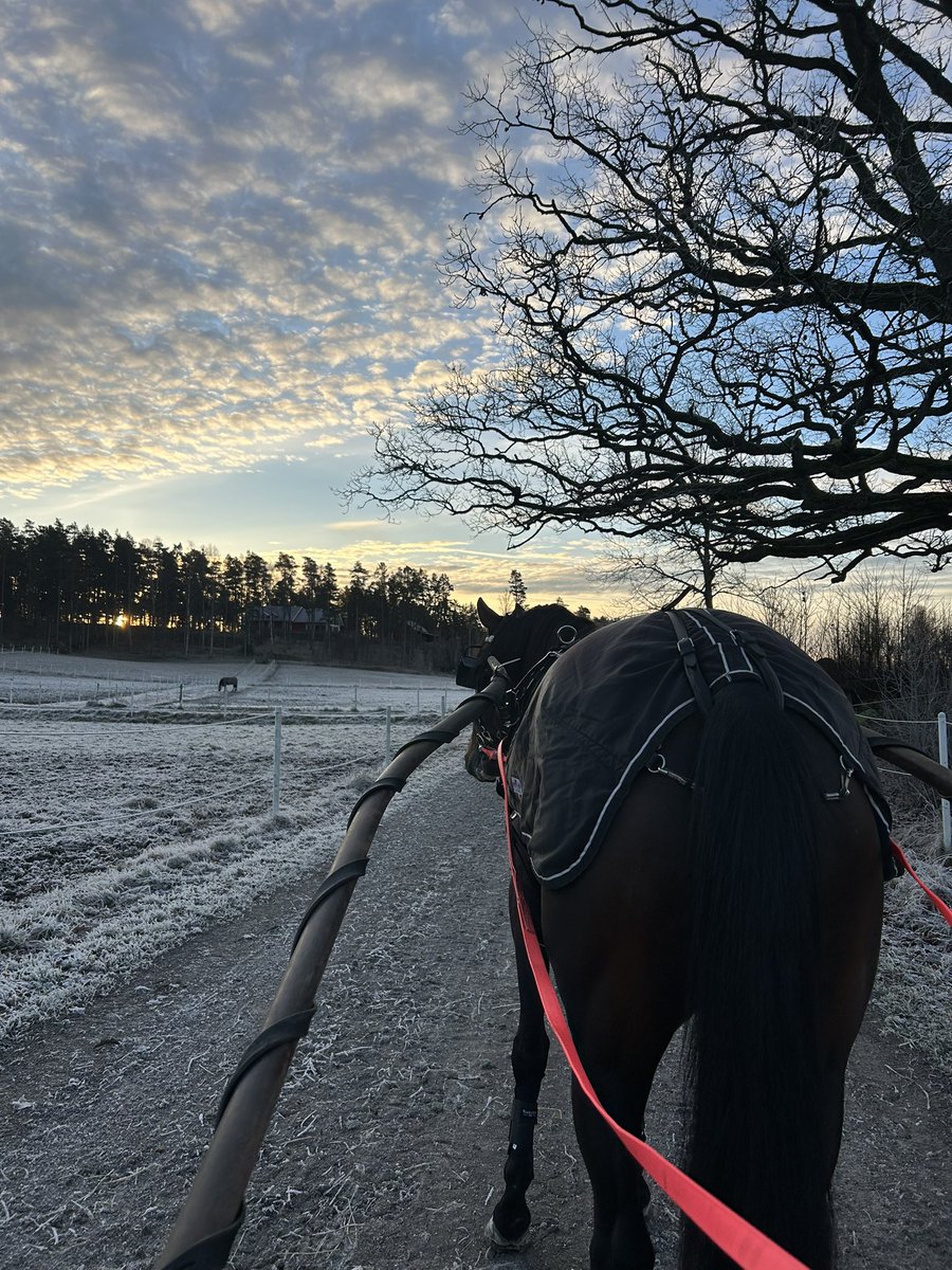 jblomander's tweet image. Nu plockade vi fram hudikrockarden (som jag nätt och jämnt lyckas dra in i stallet)
och myser runt ☃️❄️