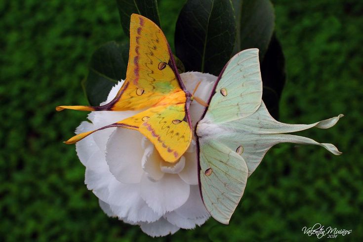 hîv. (@sorrrowfull) on Twitter photo 