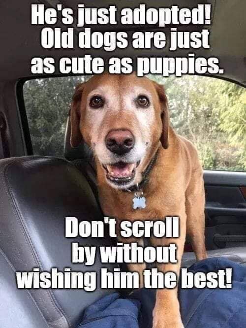 Dog Lovers tweet media