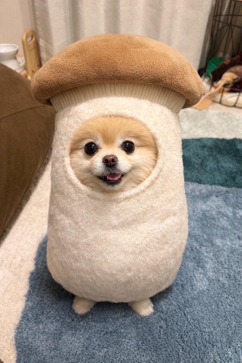 pomeranian_waka's tweet image. 今日はお鍋にしようね🍲
#きのこいぬ