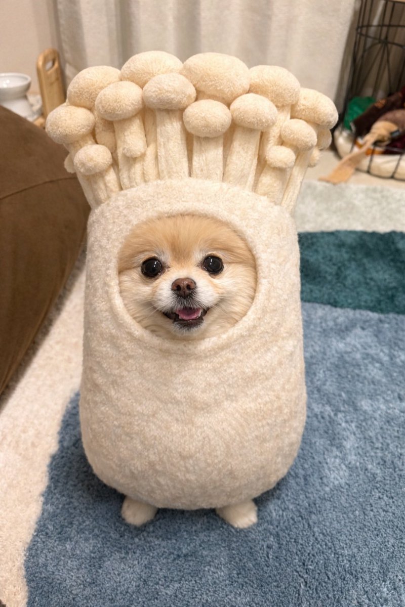 pomeranian_waka's tweet image. 今日はお鍋にしようね🍲
#きのこいぬ