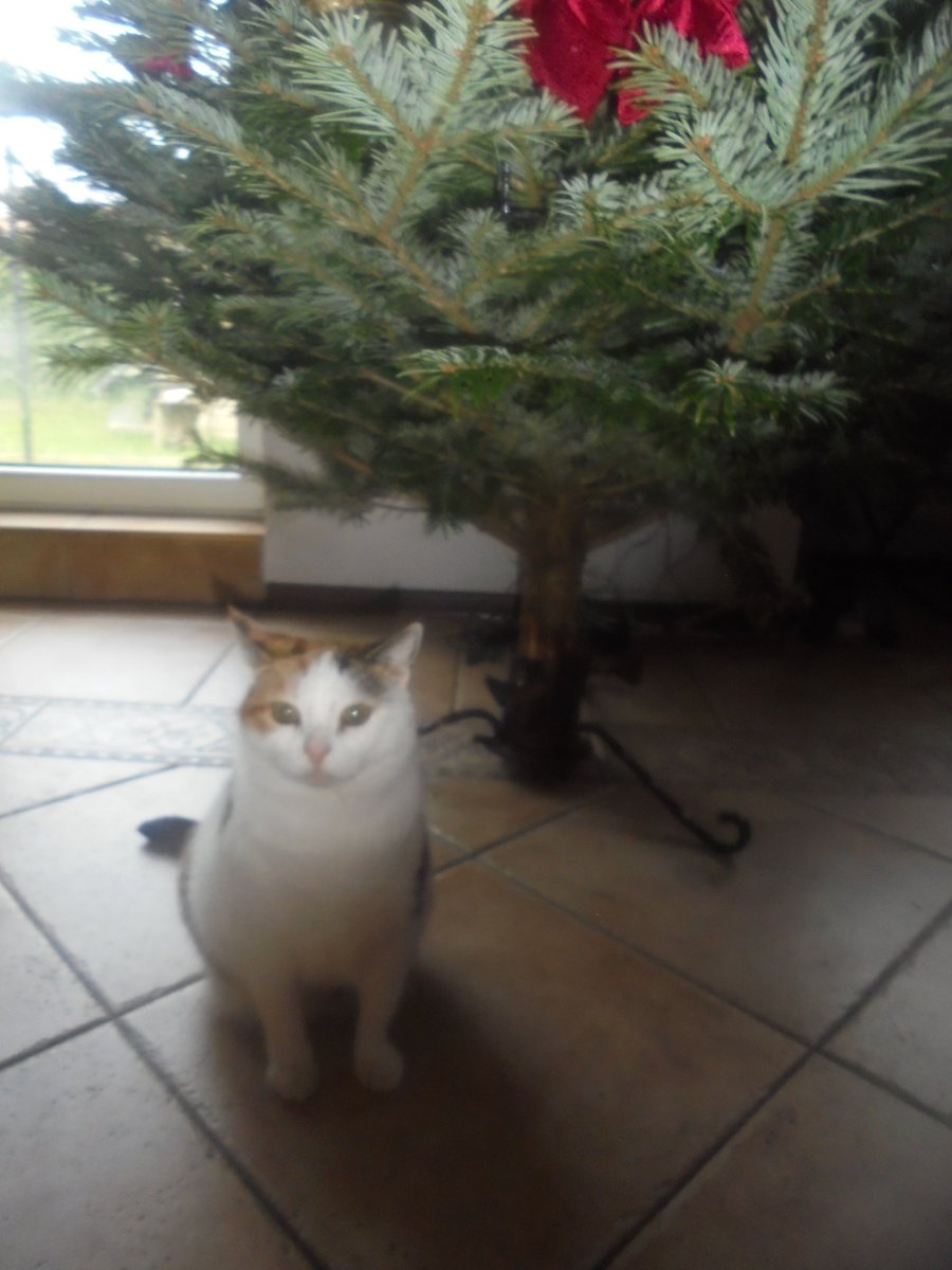 Dzień dobry nasi kochani przyjaciele. Z serca dziękuję za wszystkie wpłaty i udostępnienia a także za miłe słowa. Dzięki Państwu zwierzaczki będą miały dobre święta, pozwolę sobie kupić dla nich jakieś drobne  prezenty. Życzymy Państwu miłego dnia 🤗🥰🐦‍⬛🎄🐕🐈🐈‍⬛❤️