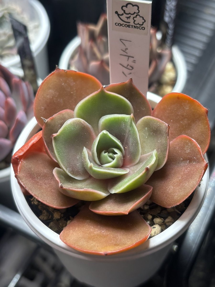 sol_green(りゅうちゃん) (@Ryuta88171429) / Posts / X