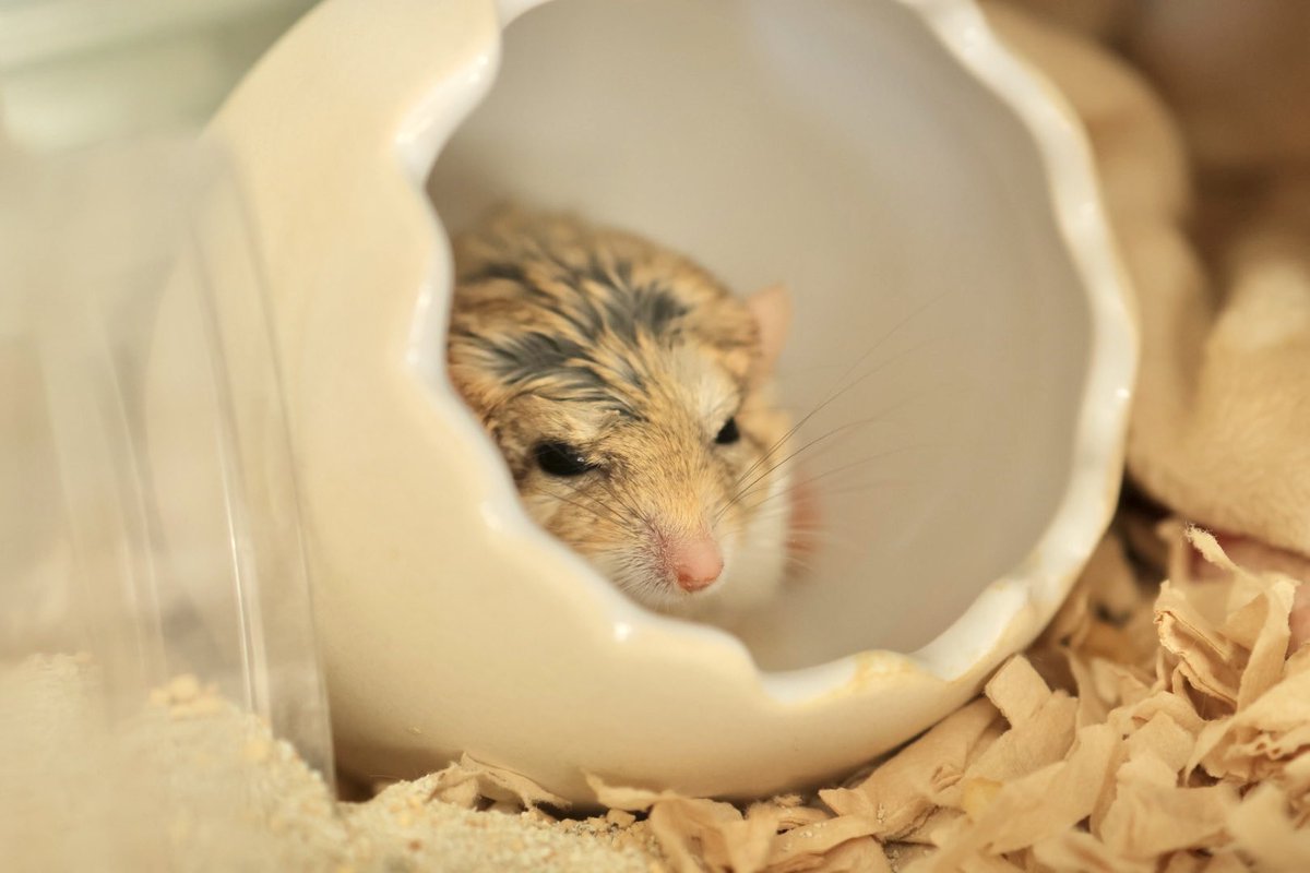 ゆっこ🐭ねずみの雑貨屋CLOVER🍀 (@nezumi3illust) / Posts / X