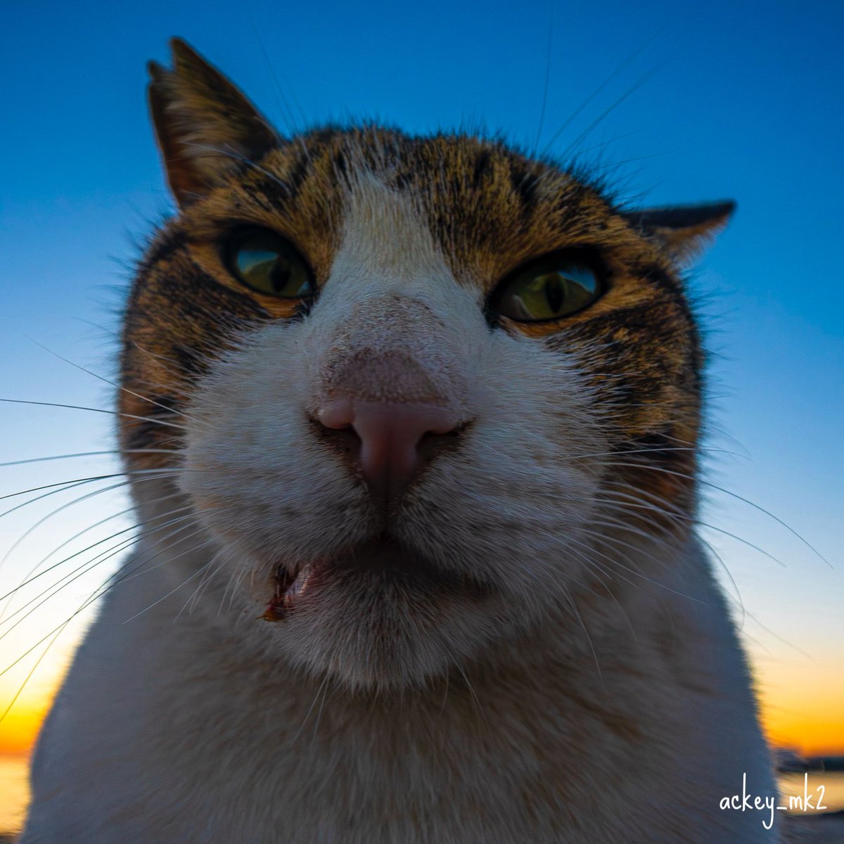 あっきー (@ackey_mk2) / Posts / X