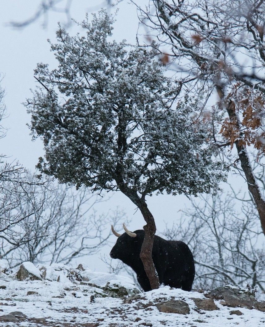 Primer día del invierno y se nota. 

Esta foto de Nacho Murán es impresionante.