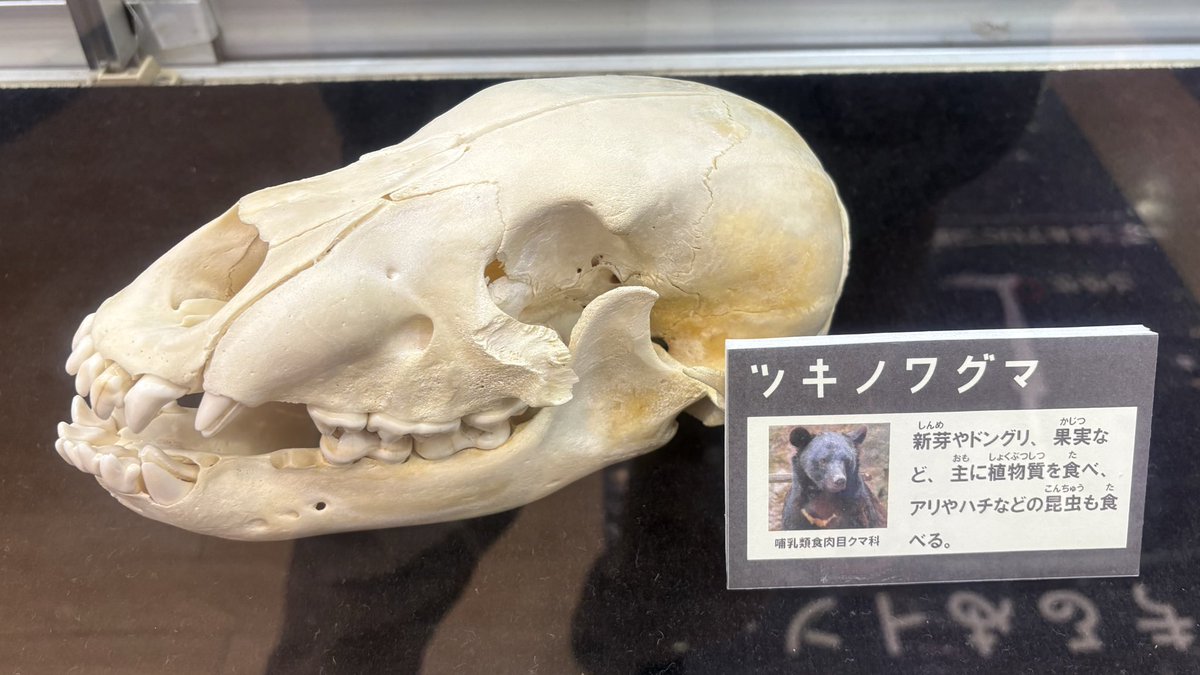 気になったのがこの頭骨、ツキノワグマとなっていますが、歯の大きさや