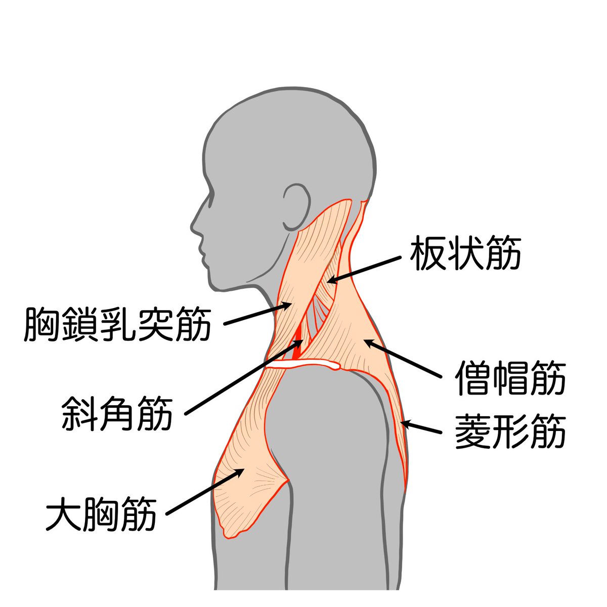 resol_koki's tweet image. 食いしばりや顎関節症があると、首こりや後頭部痛を合併しやすいという研究があります。

整体の現場でも
・食いしばりがあるから首の緊張
・呼吸が浅いから過緊張を
・ストレートネックで食いしばりやすい
このようなパターンは多い。…