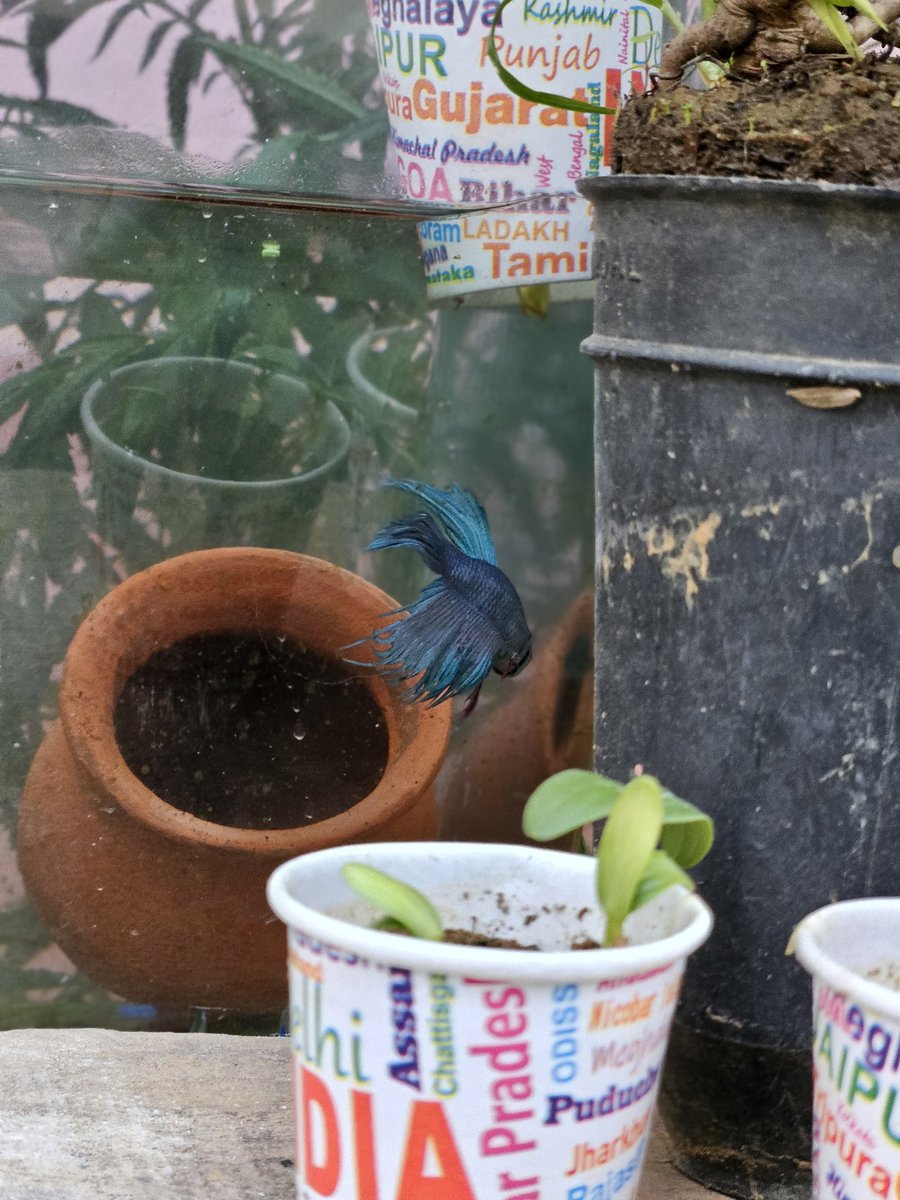 KoushikPanda99's tweet image. New hiding space for my beautiful blue darco 
#fish #aquarium #minipond