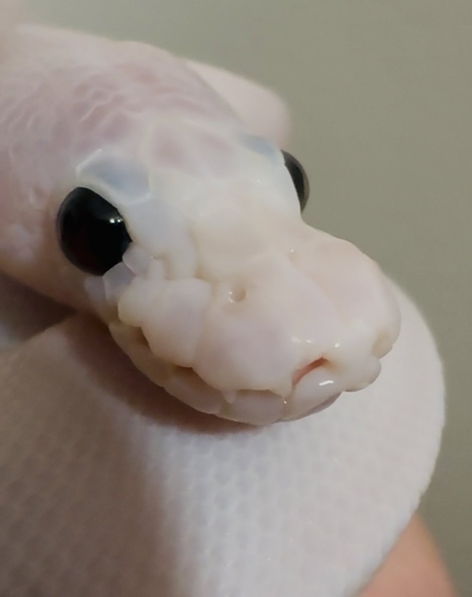 ballpython_s's tweet image. 2025年の🐍お迎えは平均すれ1ヶ月1匹ペース以下だから大丈夫などと供述しており