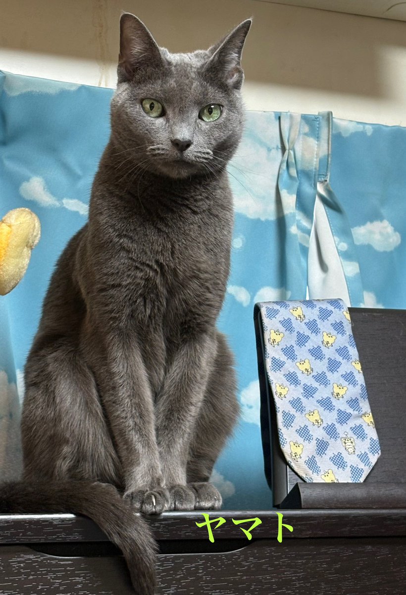 ふっくん (@Fukukun115) / Posts / X