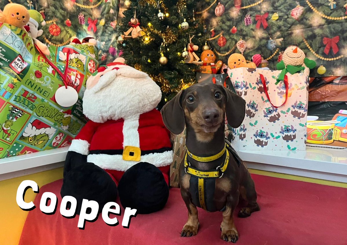 DT_WestCalder's tweet image. 12 Dogs of Christmas day 10 is Cooper❤️🐾🎄

Adventure buddy? Snuggle partner? Doorbell alert system? Cooper’s your guy! This sweet, sometimes shy little sausage dog is ready to meet his future family, one visit at a time. Adult-only home, no other pets, tons of love required. 🐾…