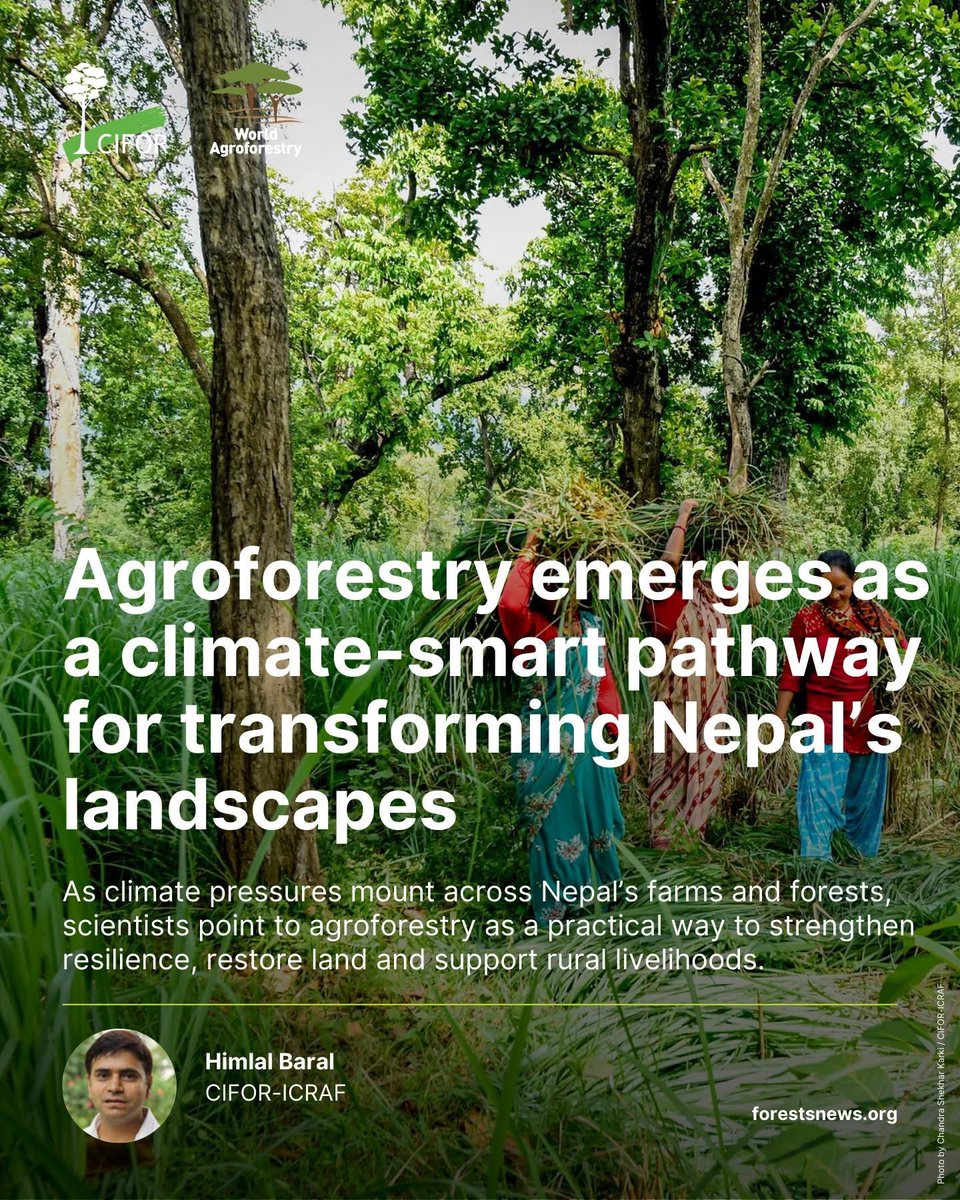 CIFOR_ICRAF's tweet image. #Agroforestry is gaining momentum in Nepal as a climate-smart solution, restoring degraded land, strengthening climate resilience &amp;amp; supporting rural livelihoods. 

New research highlights why integrating trees into farming systems matters.

Read:🔗 bit.ly/4qs3w65…