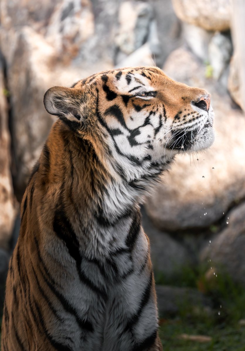 むぎ (@mugimugi_z) / Posts / X