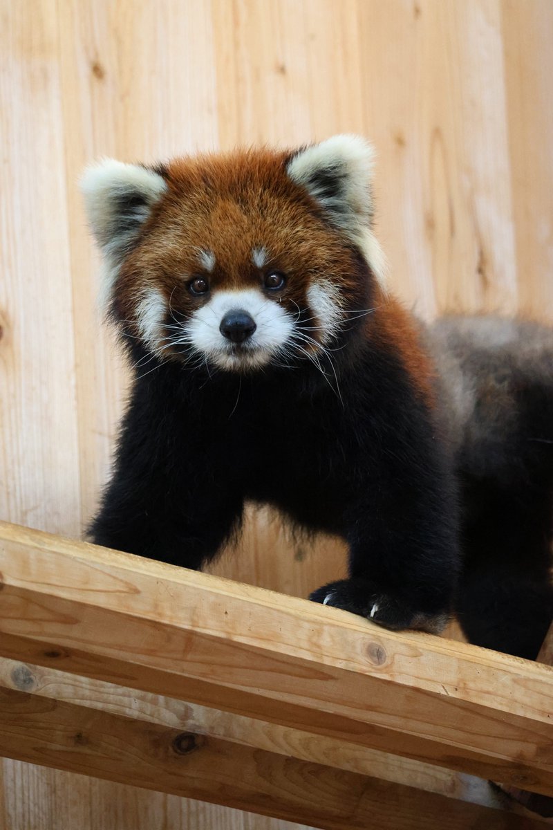 【レッサーパンダ】【2点まとめ】 DX(p)レッサーパンダ | DX(p)(MOVE) BigCatBabiesシリーズ | PazuMe