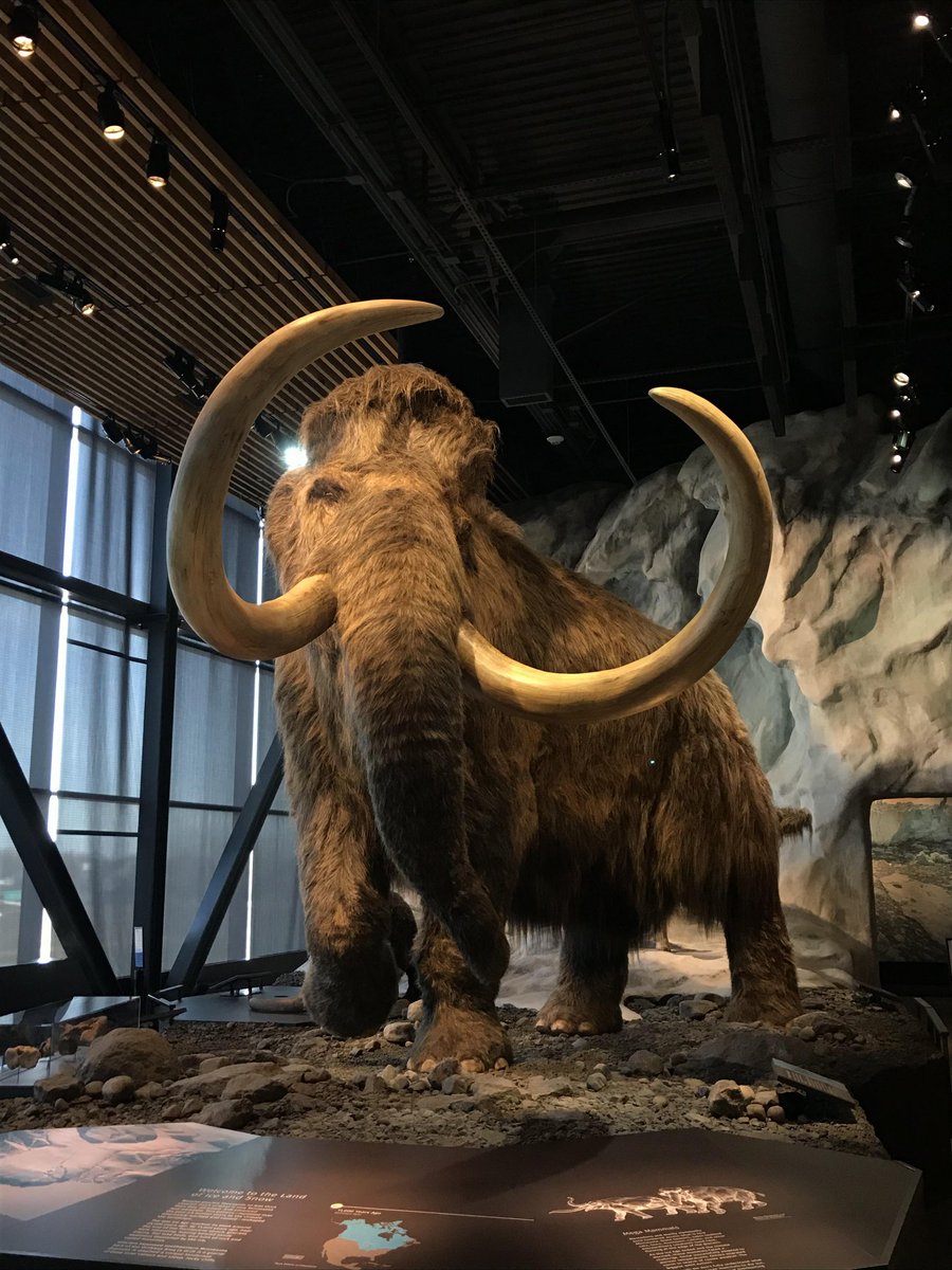 PaleoNaps's tweet image. Sona vs irl 🦣

🎨: @EmpressPua