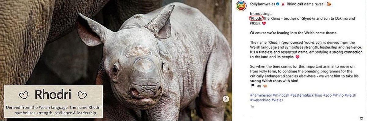$RHODRI  - Rhodri The Rhino on SOL. The Baby Rhino is the newest black Rhino, a critically endangered species, to be born to Folly Farms. Farm is being onboarded. Instagram. Degen. Dyor. 

x.com/i/communities/…

dexscreener.com/solana/ex4h66c…