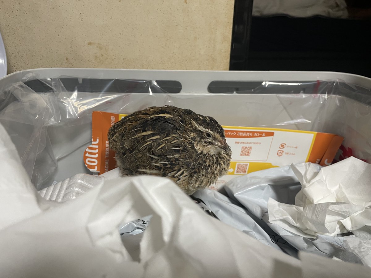 おーちゃん (@Ohchan_sub) / Posts / X