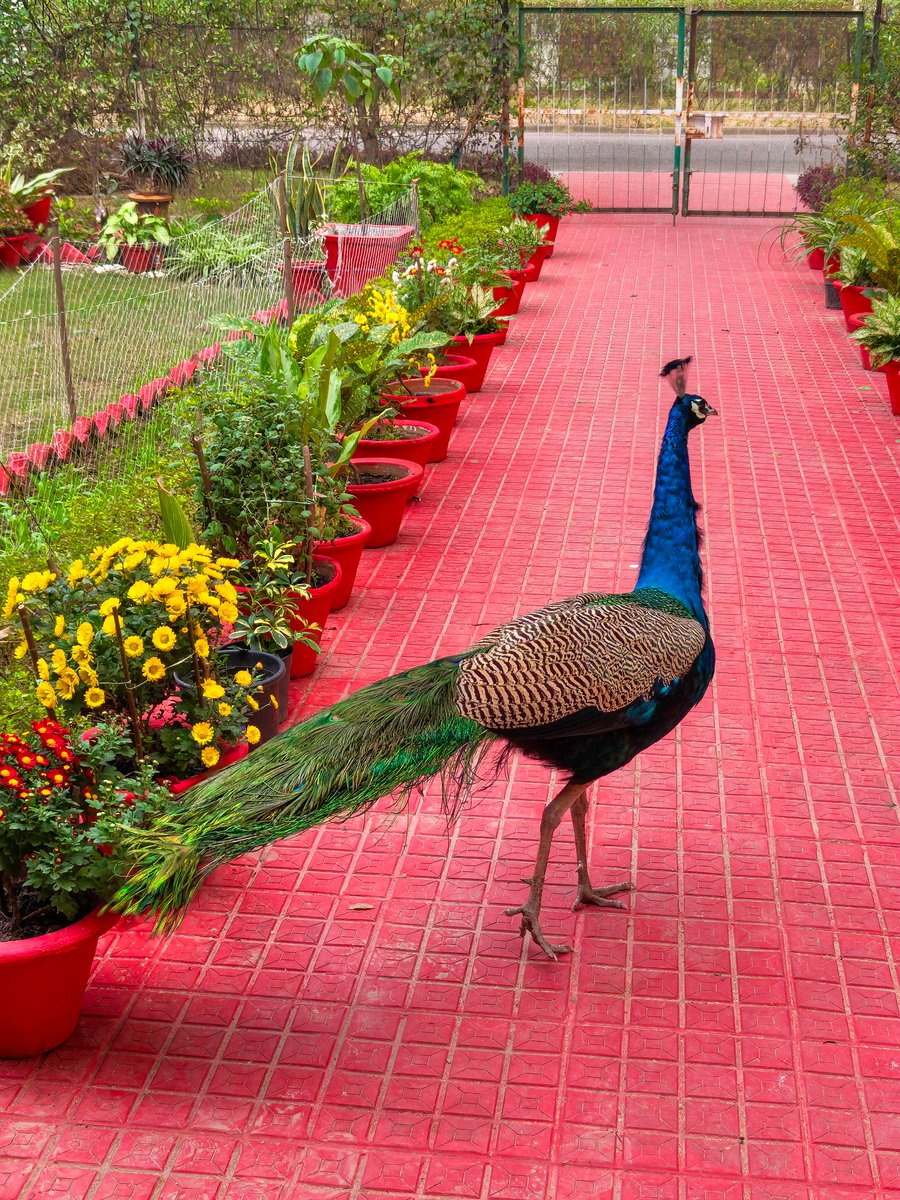 shourya⚠️ (@flaczip) on Twitter photo 