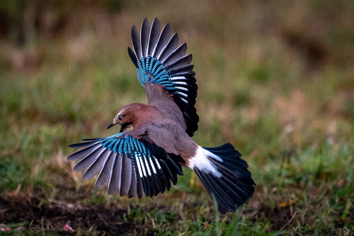 Jay - feather detail.